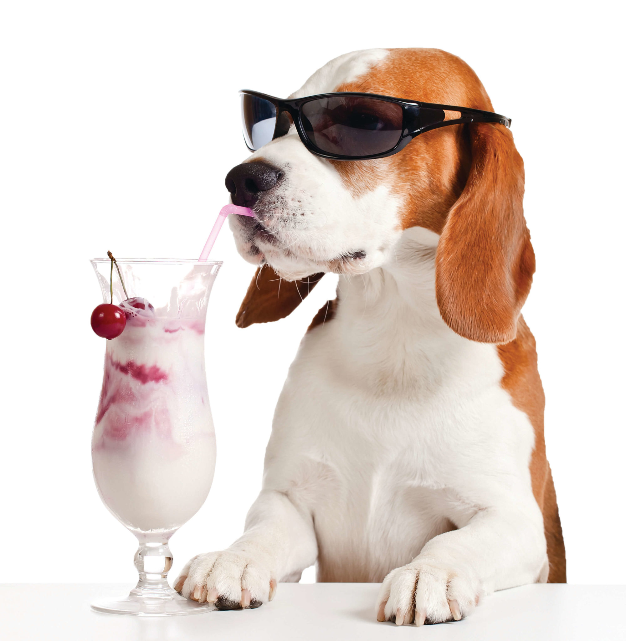 Home Monitoring - even your watchdog can relax