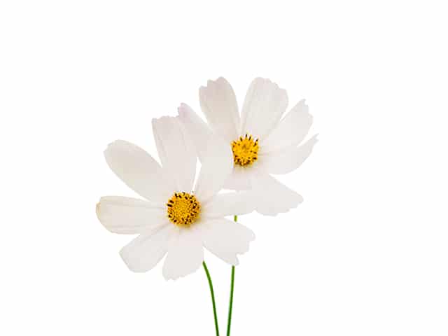 Summer Performance Guide